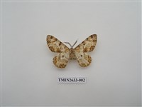 藏品(尺蛾159)的圖片